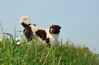 Picture of Wetterhound standing on grass, low angle