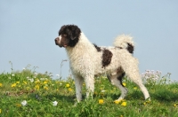 Picture of Wetterhound standing on grass