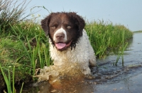 Picture of Wetterhound walking in water