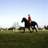 Picture of whaddon chase huntsman with  hounds 