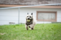 Picture of Wheaten Cairn terrier in grassy yard running with tennis ball in mouth.