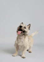 Picture of wheaten Cairn terrier looking happy and expectant on gray studio background.