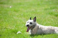 Picture of Wheaten Cairn terrier lying inn grass, resting from playing.