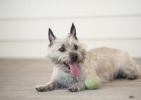 Picture of Wheaten Cairn terrier lying on deck, resting from playing.