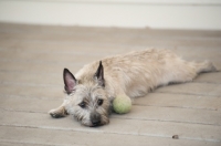 Picture of Wheaten Cairn terrier lying on deck, resting from playing.
