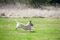 Picture of Wheaten Cairn terrier on grass running.