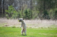 Picture of Wheaten Cairn terrier on grass catching tennis ball.