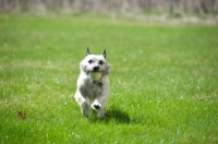 Picture of Wheaten Cairn terrier on grass running with tennis ball.