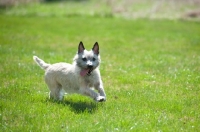 Picture of Wheaten Cairn terrier on grass running with tennis ball.