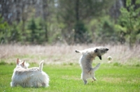 Picture of Wheaten Cairn terrier on grass trying to catch tennis ball with Scottish terrier watching.