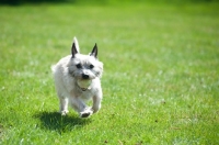 Picture of Wheaten Cairn terrier on grass running with tennis ball.