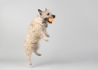 Picture of wheaten Cairn terrier on gray studio background leaping to catch orange ball.
