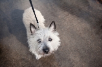 Picture of wheaten Cairn terrier on lead standing on pavement.
