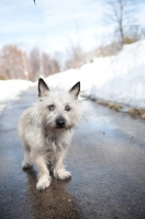 Picture of wheaten Cairn terrier on sidewalk between two snowbanks.