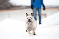 Picture of Wheaten Cairn terrier running in snowy yard with owner in the background.