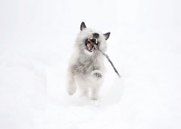 Picture of Wheaten Cairn terrier running in snowy yard with stick in mouth.