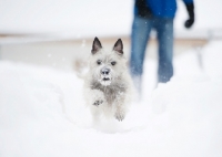 Picture of Wheaten Cairn terrier running in snowy yard with snow on face.