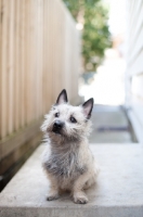 Picture of wheaten Cairn terrier sitting on back step at home.