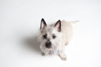 Picture of wheaten Cairn terrier sitting on white studio background.