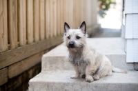 Picture of wheaten Cairn terrier sitting on back step at home.