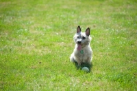 Picture of Wheaten Cairn terrier sitting on grass, resting from playing.