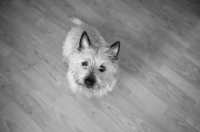 Picture of wheaten Cairn terrier sitting on hardwood floor.