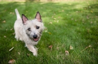 Picture of Wheaten Cairn terrier standing on grass.