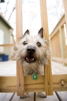 Picture of wheaten Cairn terrier with head through rungs of deck railing, howling.