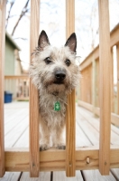 Picture of wheaten Cairn terrier with head through rungs of deck railing.