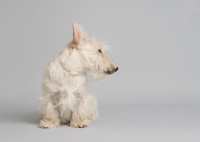 Picture of wheaten Scottish Terrier in studio on grey background.