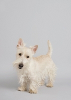 Picture of wheaten Scottish Terrier in studio on grey background.