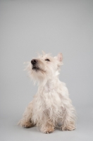 Picture of Wheaten Scottish Terrier in studio on grey background.