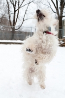 Picture of wheaten Scottish Terrier jumping up to catch a snowball.