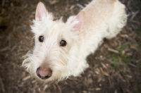 Picture of wheaten Scottish Terrier looking up at camera.