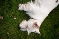 Picture of wheaten Scottish Terrier lying on grass.