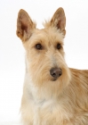 Picture of wheaten Scottish Terrier on white background, portrait