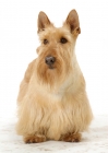 Picture of wheaten Scottish Terrier on white background