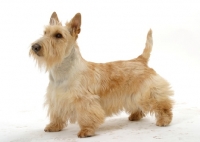 Picture of wheaten Scottish Terrier on white background