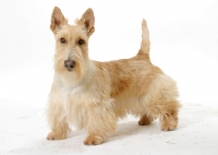 Picture of wheaten Scottish Terrier on white background