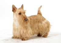 Picture of wheaten Scottish Terrier on white background