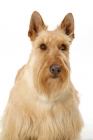 Picture of wheaten Scottish Terrier portrait on white background