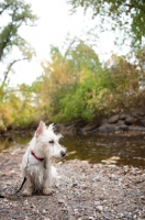 Picture of wheaten Scottish Terrier puppy sitting by creek.