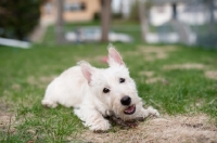 Picture of wheaten Scottish Terrier puppy chewing on a stick in a yard.