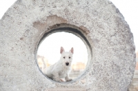 Picture of wheaten Scottish Terrier puppy peeking through circular stone sculpture.