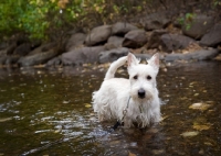 Picture of wheaten Scottish Terrier puppy wading in creek.