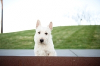 Picture of wheaten Scottish Terrier puppy sitting on sidewalk in park