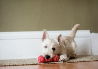 Picture of wheaten Scottish Terrier puppy playing with red toy.