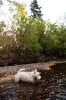 Picture of wheaten Scottish Terrier puppy wading in creek.