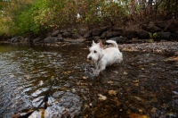 Picture of wheaten Scottish Terrier puppy wading in creek.
