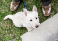 Picture of wheaten Scottish Terrier puppy sitting between owner's feet